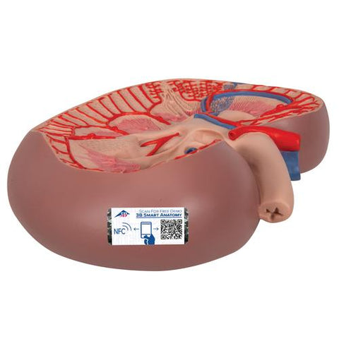 Basic Kidney Section Model, 3 times Full-Size - 3B Smart Anatomy