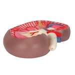 Kidney Section Model, 3 times Full-Size - 3B Smart Anatomy