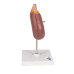 Kidney Model with Adrenal Gland, 2 part - 3B Smart Anatomy