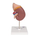 Kidney Model with Adrenal Gland, 2 part - 3B Smart Anatomy