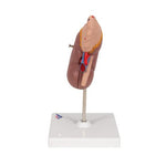 Kidney Model with Adrenal Gland, 2 part - 3B Smart Anatomy