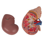 Kidney Model with Adrenal Gland, 2 part - 3B Smart Anatomy