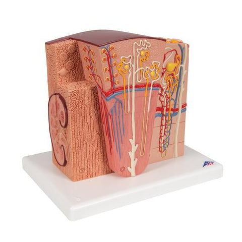 3B MICROanatomy™ Kidney Model - 3B Smart Anatomy