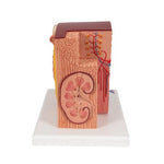 3B MICROanatomy™ Kidney Model - 3B Smart Anatomy