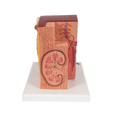 3B MICROanatomy™ Kidney Model - 3B Smart Anatomy