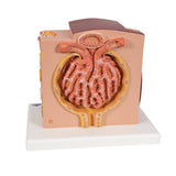 3B MICROanatomy™ Kidney Model - 3B Smart Anatomy