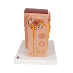 3B MICROanatomy™ Kidney Model - 3B Smart Anatomy