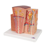 3B MICROanatomy™ Kidney Model - 3B Smart Anatomy