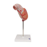 Human Stomach Model, 2 part - 3B Smart Anatomy