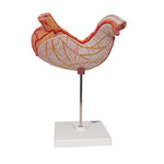 Human Stomach Model, 2 part - 3B Smart Anatomy
