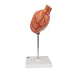 Human Stomach Model, 2 part - 3B Smart Anatomy