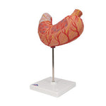 Human Stomach Model, 2 part - 3B Smart Anatomy