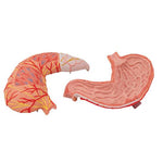 Human Stomach Model, 2 part - 3B Smart Anatomy