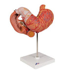 Human Stomach Model, 3 part - 3B Smart Anatomy