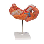 Human Stomach Model, 3 part - 3B Smart Anatomy