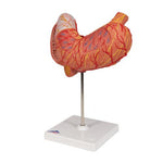 Human Stomach Model, 3 part - 3B Smart Anatomy