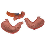 Human Stomach Model, 3 part - 3B Smart Anatomy