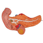 Human Stomach Model, 3 part - 3B Smart Anatomy