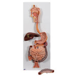 Human Digestive System Model, 2 part - 3B Smart Anatomy