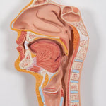 Human Digestive System Model, 2 part - 3B Smart Anatomy