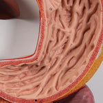 Human Digestive System Model, 2 part - 3B Smart Anatomy