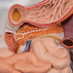 Human Digestive System Model, 2 part - 3B Smart Anatomy