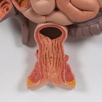 Human Digestive System Model, 2 part - 3B Smart Anatomy