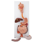 Human Digestive System Model, 3 part - 3B Smart Anatomy