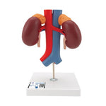 Human Kidneys Model with Vessels - 2 Part - 3B Smart Anatomy