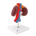 Human Kidneys Model with Vessels - 2 Part - 3B Smart Anatomy