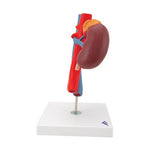 Human Kidneys Model with Vessels - 2 Part - 3B Smart Anatomy