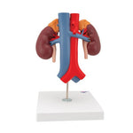 Human Kidneys Model with Vessels - 2 Part - 3B Smart Anatomy