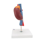 Human Kidneys Model with Vessels - 2 Part - 3B Smart Anatomy