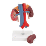 Human Kidneys Model with Vessels - 2 Part - 3B Smart Anatomy
