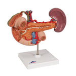 Life-Size Model of Rear Organs of Upper Abdomen - 3B Smart Anatomy