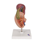 Life-Size Model of Rear Organs of Upper Abdomen - 3B Smart Anatomy