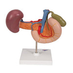 Life-Size Model of Rear Organs of Upper Abdomen - 3B Smart Anatomy