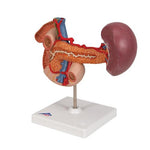Life-Size Model of Rear Organs of Upper Abdomen - 3B Smart Anatomy