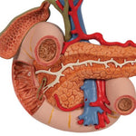 Life-Size Model of Rear Organs of Upper Abdomen - 3B Smart Anatomy
