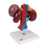 Human Kidneys Model with Rear Organs of Upper Abdomen, 3 part - 3B Smart Anatomy