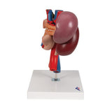 Human Kidneys Model with Rear Organs of Upper Abdomen, 3 part - 3B Smart Anatomy