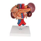 Human Kidneys Model with Rear Organs of Upper Abdomen, 3 part - 3B Smart Anatomy
