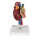 Human Kidneys Model with Rear Organs of Upper Abdomen, 3 part - 3B Smart Anatomy