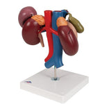 Human Kidneys Model with Rear Organs of Upper Abdomen, 3 part - 3B Smart Anatomy