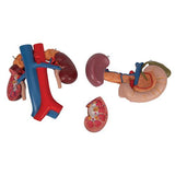 Human Kidneys Model with Rear Organs of Upper Abdomen, 3 part - 3B Smart Anatomy