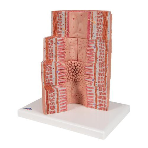 3B MICROanatomy™ Digestive System Model, 20-times Magnified - 3B Smart Anatomy