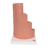 3B MICROanatomy™ Digestive System Model, 20-times Magnified - 3B Smart Anatomy