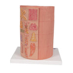 3B MICROanatomy™ Digestive System Model, 20-times Magnified - 3B Smart Anatomy