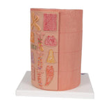 3B MICROanatomy™ Digestive System Model, 20-times Magnified - 3B Smart Anatomy