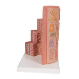 3B MICROanatomy™ Digestive System Model, 20-times Magnified - 3B Smart Anatomy